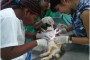 La Técnica Veterinaria Danay Aguilera (izquierda) la Dra. Claudia Ramos (derecha) y una estudiante de la Universidad Agraria de la Habana, realizan una esterilización selectiva (foto: Fernando Gispert)