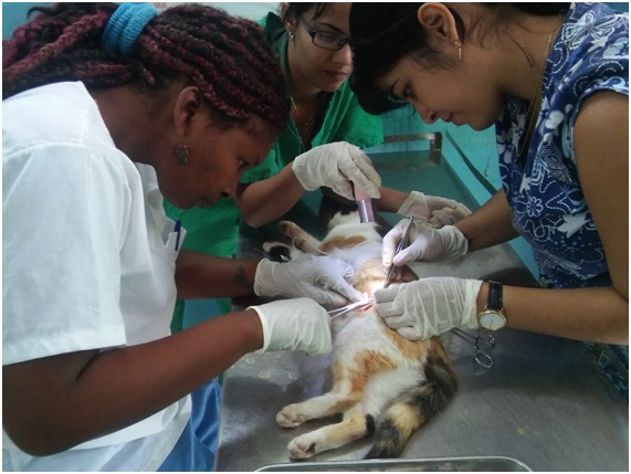 La Técnica Veterinaria Danay Aguilera (izquierda) la Dra. Claudia Ramos (derecha) y una estudiante de la Universidad Agraria de la Habana, realizan una esterilización selectiva (foto: Fernando Gispert)