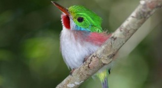 observacion-de-aves-en-topes-de-collantes_2