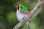 observacion-de-aves-en-topes-de-collantes_2