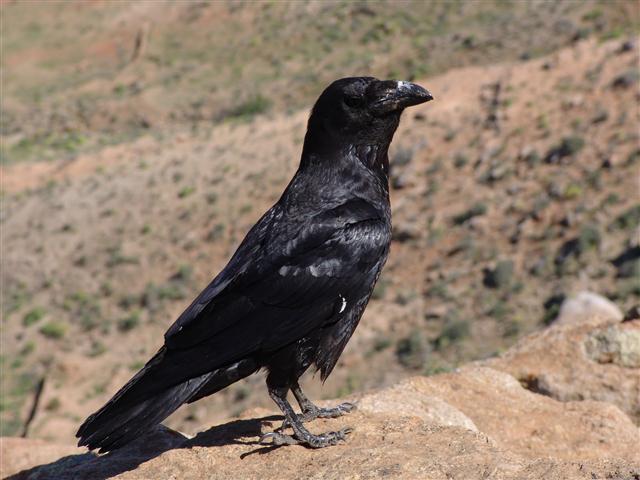 Cuervo Canario 