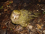 Kakapo adulto en la isla Codfish