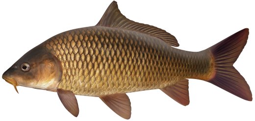 CARPA-COMUN1