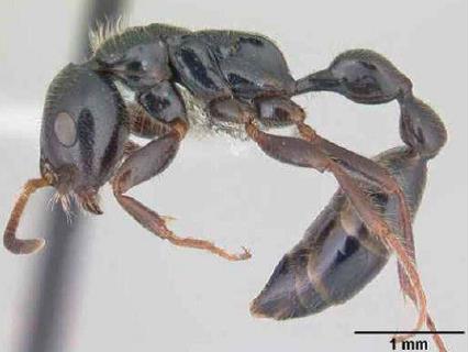 Hormiga beneficiosa