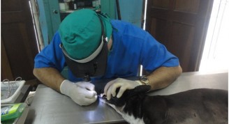 Médico veterinario realizando limpieza bucal a una perra mestiza, clínica veterinaria “Laika”, Habana Vieja (Foto: Fernando Gispert Muñoz)