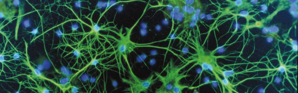 neuronas