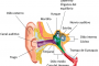 Estructura del oído interno que sirve de órgano del equilibrio.