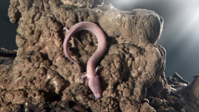 El Olm