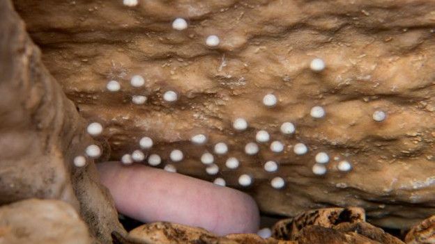 Huevos de Olm depositados en una cueva en Eslovenia