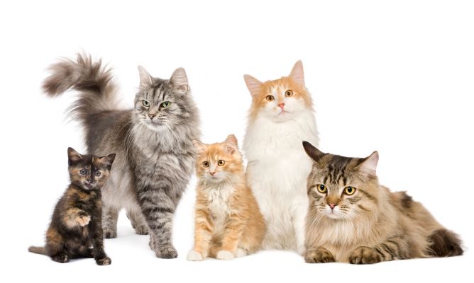 razas-gatos-xl-668x400x80xX