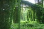 Bosque de La Habana.