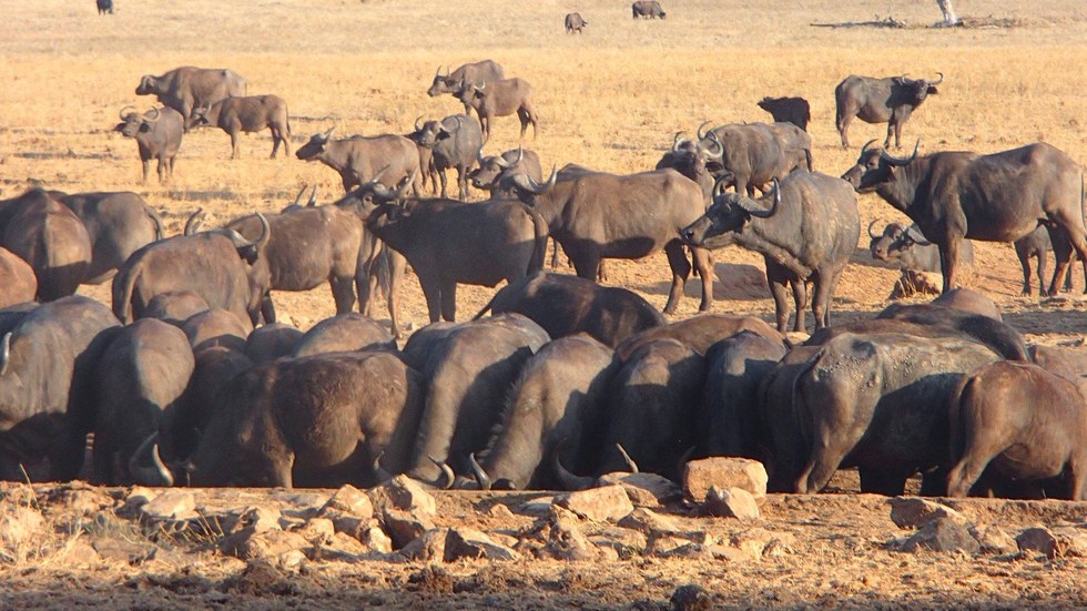 Búfalos del Parque Tsavo West de Kenia