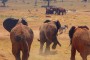 La sequía y los animales del Parque Tsavo West de Kenia.