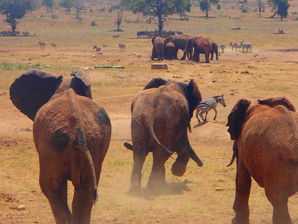 La sequía y los animales del Parque Tsavo West de Kenia.