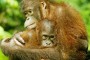 orangutan con cria