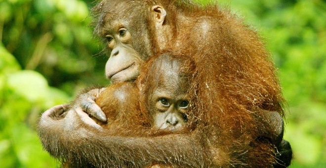 orangutan con cria