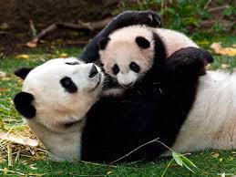 panda