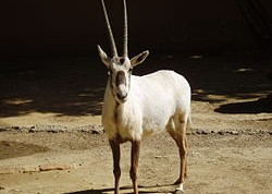 Tema 155. Oryx, antílope del desierto