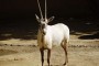 Tema 155. Oryx, antílope del desierto