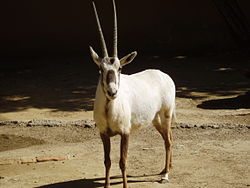Tema 155. Oryx, antílope del desierto