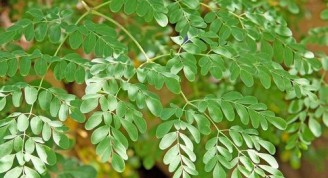 moringa-oleifera-leaves-500x500