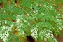moringa-oleifera-leaves-500x500