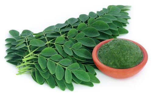 moringa.jpg_99027162