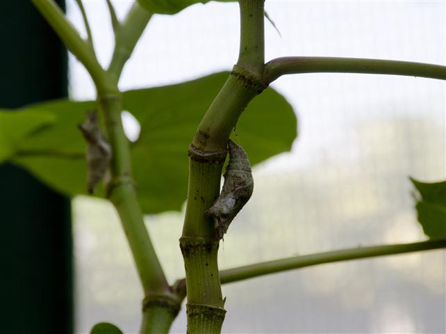 MARIPOSARIO 4 (Small)