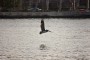 Un pelícano vuela sobre el canal de entrada de la bahía habanera.
