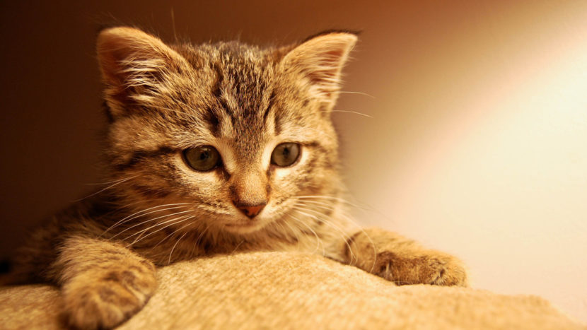 gatito_de_pie-830x467