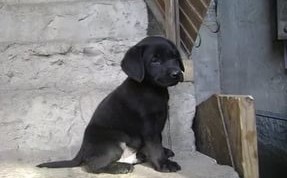 Cachorro-Labrador-Negro