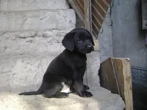 Cachorro-Labrador-Negro