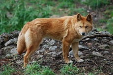 Tema 175. Dingo