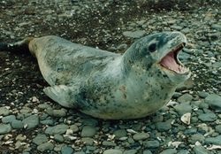 Tema 175. Foca leopardo