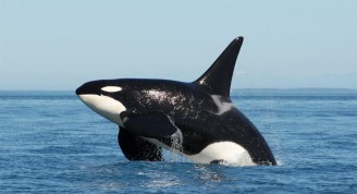 orca (Medium)