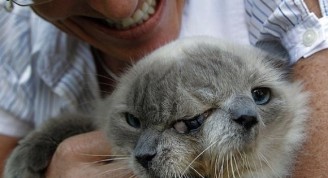 Gato con dos cabezas