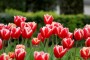 muchos tulipas rojos blacos