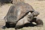 Tortuga de Galápagos