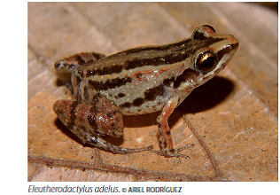 Tema 189. Eleutherodactylus adelus copia