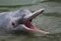 Delfin rosado de la Amazonía