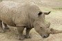rinoceronte-sudafrica-696x389