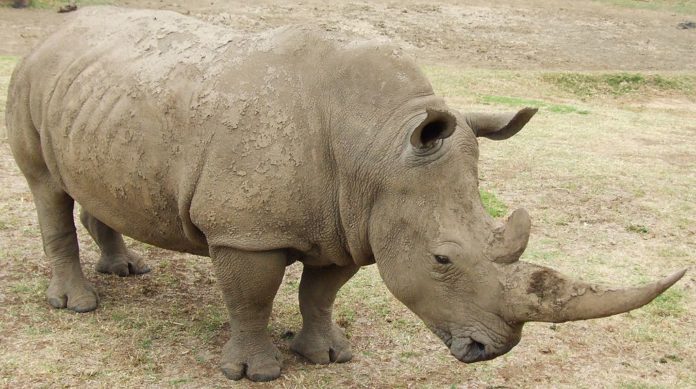 rinoceronte-sudafrica-696x389