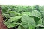 tabaco