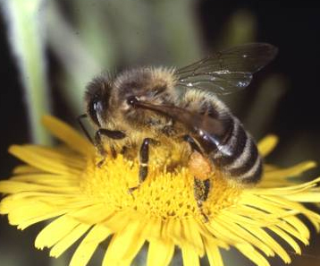 Tema 201. Abeja libando