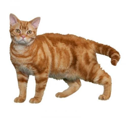 cat_americanwire_400x378_0