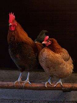 Tema 202. Gallo y gallina.