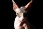 Gato Sphynx