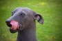 Perro Xoloitzcuintle mexicano