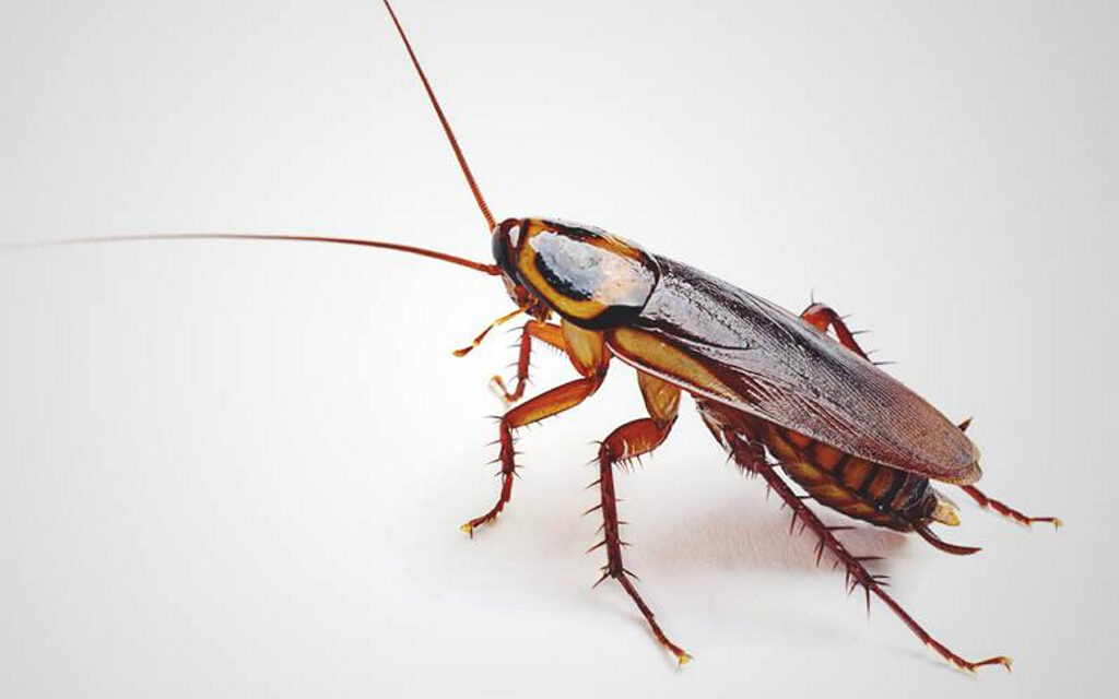 extraen-una-cucaracha-del-oido-de-una-mujer-1024x640