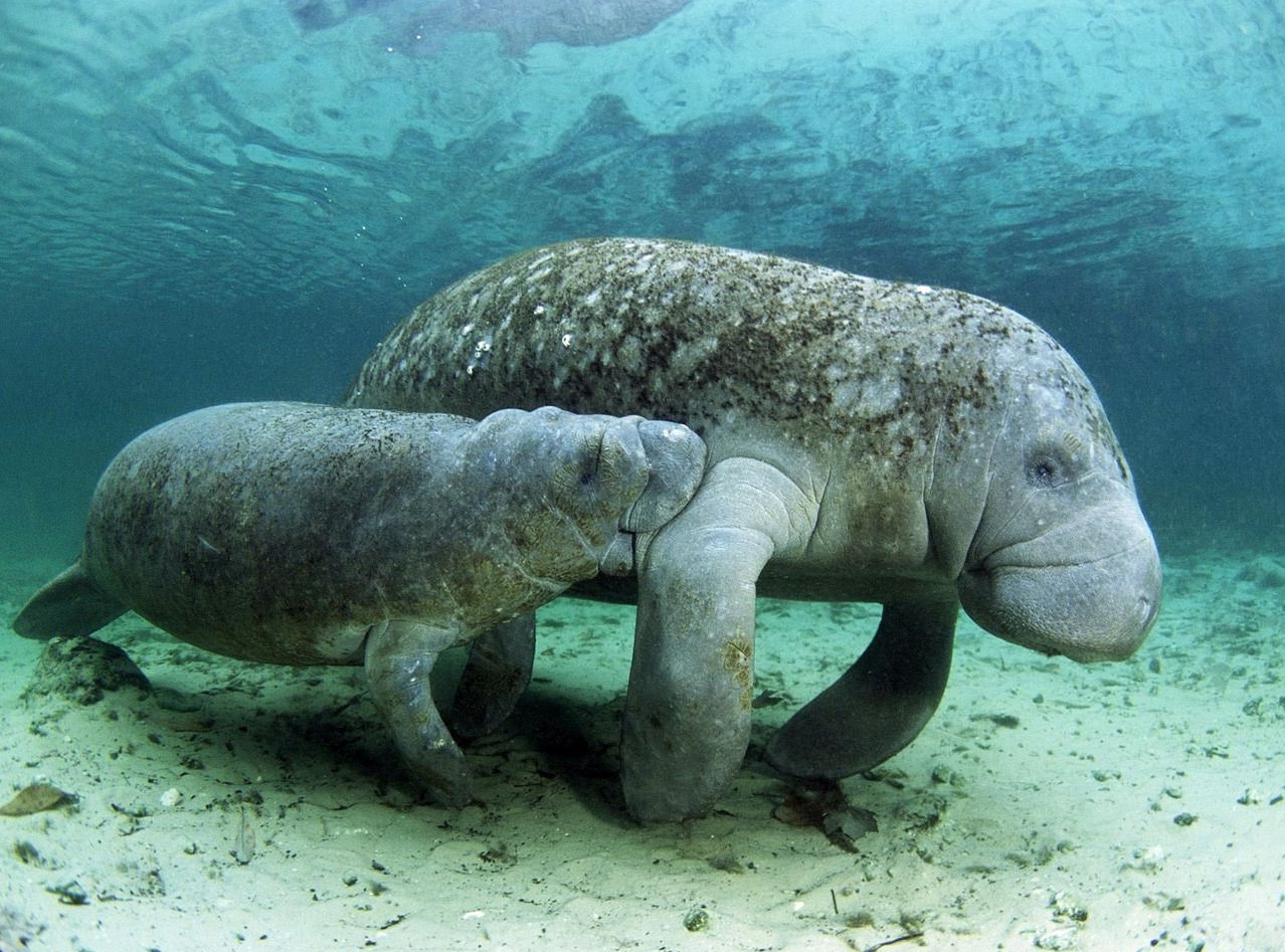 manati5